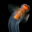 100 Pics Sea Life Answers Level 24