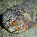 100 Pics Sea Life Answers Level 26