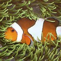 100 Pics Sea Life Answers Level 27