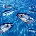 100 Pics Sea Life Answers Level 28