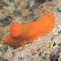 100 Pics Sea Life Answers Level 30