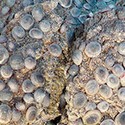 100 Pics Sea Life Answers Level 32