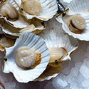 100 Pics Sea Life Answers Level 33