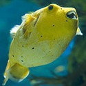 100 Pics Sea Life Answers Level 34