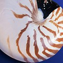 100 Pics Sea Life Answers Level 35
