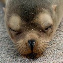 100 Pics Sea Life Answers Level 36