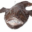 100 Pics Sea Life Answers Level 37