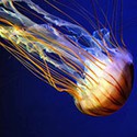 100 Pics Sea Life Answers Level 38