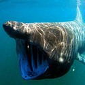 100 Pics Sea Life Answers Level 39