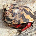 100 Pics Sea Life Answers Level 41