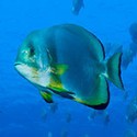 100 Pics Sea Life Answers Level 45