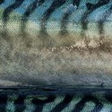 100 Pics Sea Life Answers Level 46