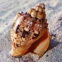 100 Pics Sea Life Answers Level 47