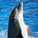 100 Pics Sea Life Answers Level 49