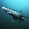 100 Pics Sea Life Answers Level 50