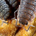 100 Pics Sea Life Answers Level 51