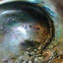 100 Pics Sea Life Answers Level 52