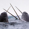 100 Pics Sea Life Answers Level 53