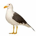 100 Pics Sea Life Answers Level 54