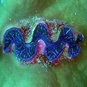 100 Pics Sea Life Answers Level 56