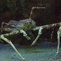 100 Pics Sea Life Answers Level 57