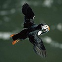 100 Pics Sea Life Answers Level 58
