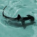 100 Pics Sea Life Answers Level 59
