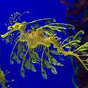 100 Pics Sea Life Answers Level 60