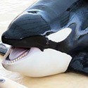 100 Pics Sea Life Answers Level 61