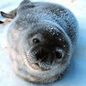 100 Pics Sea Life Answers Level 63
