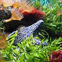 100 Pics Sea Life Answers Level 64