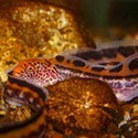 100 Pics Sea Life Answers Level 65