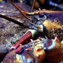 100 Pics Sea Life Answers Level 68
