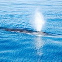 100 Pics Sea Life Answers Level 70
