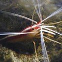 100 Pics Sea Life Answers Level 71