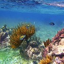 100 Pics Sea Life Answers Level 74