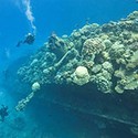 100 Pics Sea Life Answers Level 76