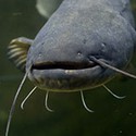 100 Pics Sea Life Answers Level 78