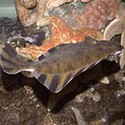 100 Pics Sea Life Answers Level 79