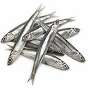 100 Pics Sea Life Answers Level 80