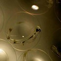 100 Pics Sea Life Answers Level 81