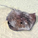100 Pics Sea Life Answers Level 82