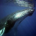100 Pics Sea Life Answers Level 85