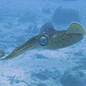 100 Pics Sea Life Answers Level 86