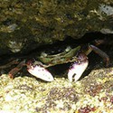 100 Pics Sea Life Answers Level 87