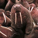 100 Pics Sea Life Answers Level 89