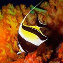 100 Pics Sea Life Answers Level 90