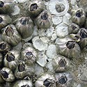 100 Pics Sea Life Answers Level 91