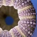 100 Pics Sea Life Answers Level 94