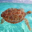 100 Pics Sea Life Answers Level 95